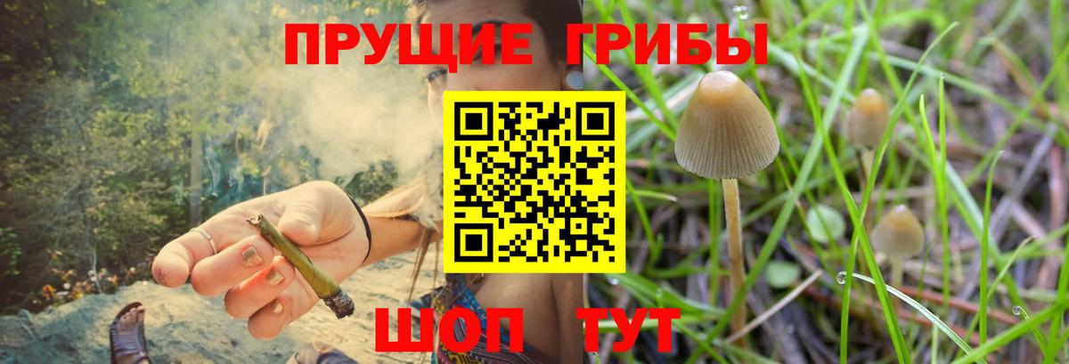 Псилоцибиновые грибы мицелий Тара